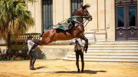 Real Escuela Andaluza del Arte Ecuestre