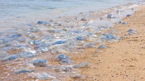 Medusas en la playa