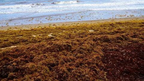 Algas invasoras en una foto de archivo