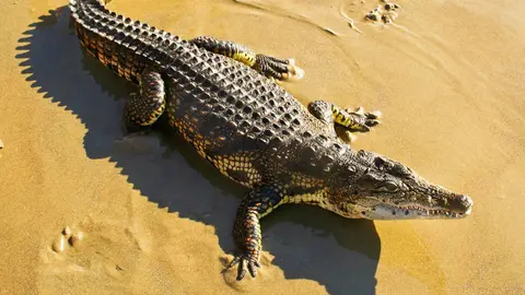 Posible avistamiento de cocodrilo en las costas espa&ntilde;olas