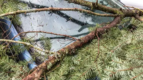 Rama de un &aacute;rbol ca&iacute;da sobre un coche