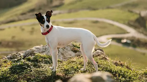 Ratonero bodeguero andaluz