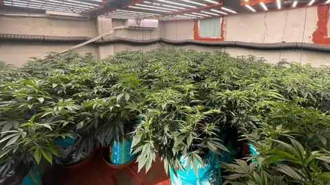 Plantaci&oacute;n de marihuana en Jerez