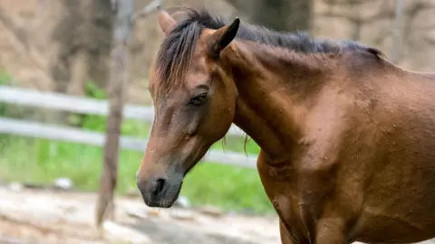 Un caballo en una foto de archivo