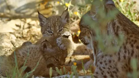 Una familia de linces ib&eacute;ricos
