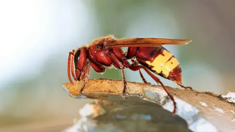 Avisp&oacute;n oriental