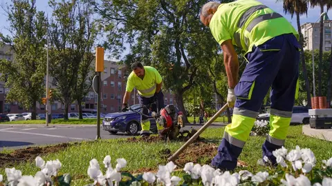 Plantaci&oacute;n de flores en Huelva