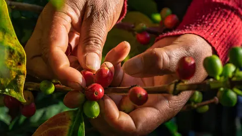 Granos de caf&eacute; durante la cosecha