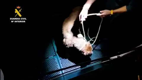 El perro rescatado en Chipiona