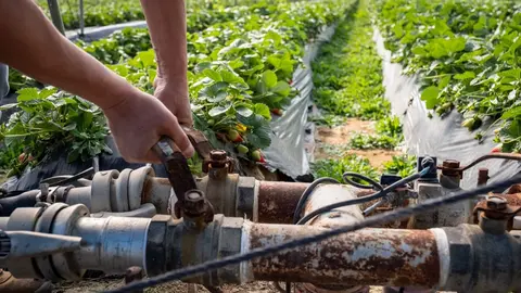 Explotaci&oacute;n dedicada al cultivo de fresas