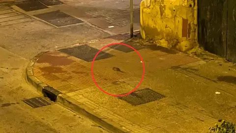 Ratas en la calle armas de Santiago