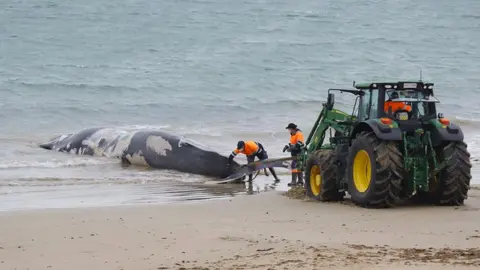 Restos de la ballena aparecida en la playa de el Chorrillo de Rota