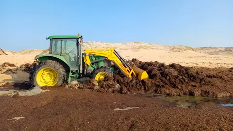 Algas invasoras en la playa