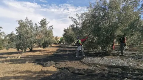 Imagen de archivo de un olivar en la provincia de Ja&eacute;n