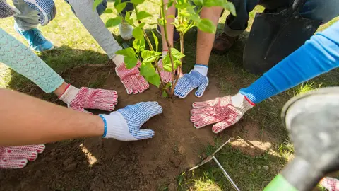 Plantaci&oacute;n de un &aacute;rbol
