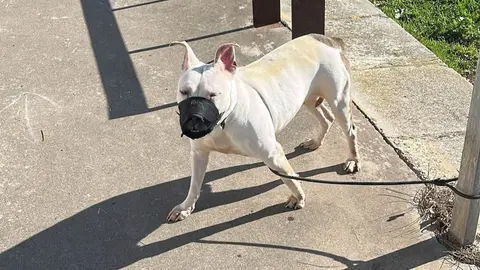 Perro abandonado en Picadue&ntilde;as
