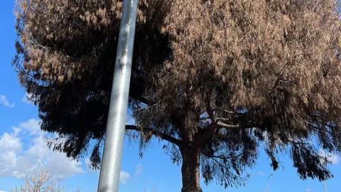 &Aacute;rbol seco retirado en Jerez