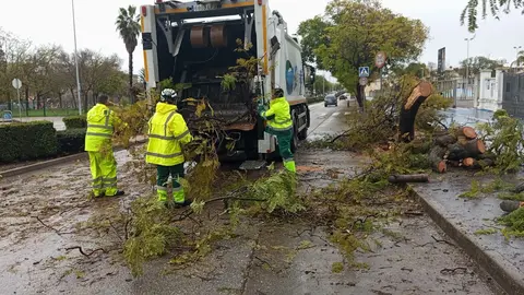 Ca&iacute;das de ramas de &aacute;rboles en Jerez