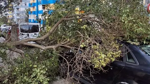 Un &aacute;rbol sobre un coche tras el temporal