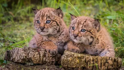 Dos cr&iacute;as de lince nacidos en los centros de cautividad