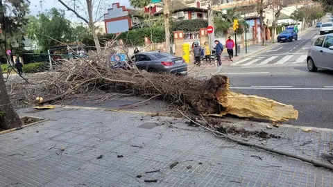 Un &aacute;rbol ca&iacute;do en M&aacute;laga, en una imagen de archivo