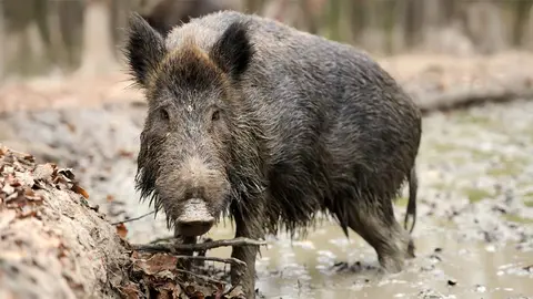 Un jabal&iacute; en una foto de archivo