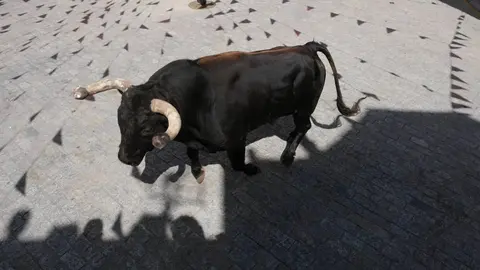 La provincia de C&aacute;diz volver&aacute; a celebrar sus tradicionales Toros del Aleluya