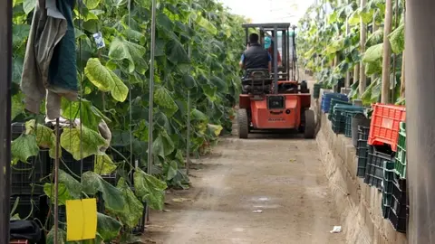 Imagen de archivo de un trabajador en un invernadero