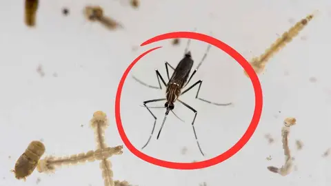 Fin a los mosquitos con la nueva herramienta que vende Amazon