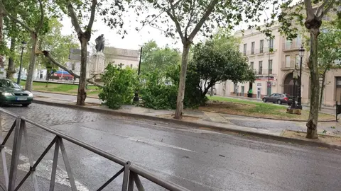 &Aacute;rbol c&aacute;ido en Jerez