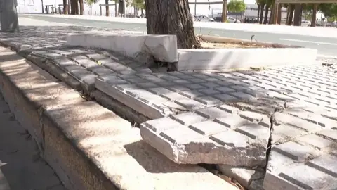 Estado del acerado por efecto de las raices de &aacute;rboles en la capital gaditana