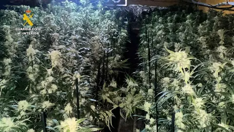 Aspecto de la plantaci&oacute;n de marihuana desmantelada en Villamart&iacute;n