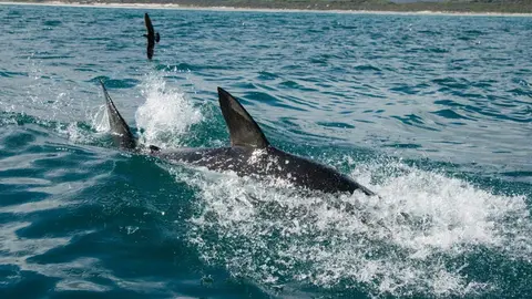 Tibur&oacute;n avistado en las costas de M&aacute;laga