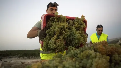 Vendimia en la campi&ntilde;a de Jerez | Juan Carlos Corchado