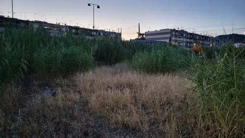 Un solar lleno de maleza en C&oacute;rdoba