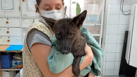 Veterinaria cuida a Dogxim, primer h&iacute;brido entre perro y zorro, tras ser atropellado - Flavia