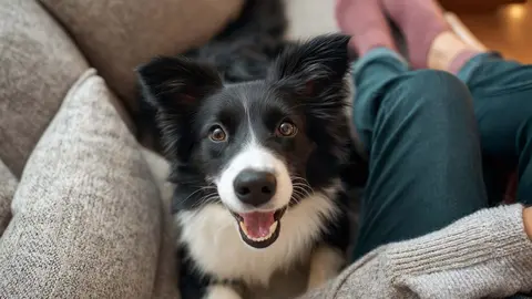 Perro subido al sof&aacute;