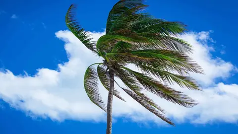 Una palmera sacudida por el viento