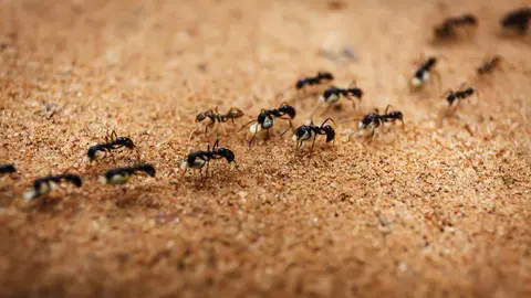 Hormigas en una foto de archivo