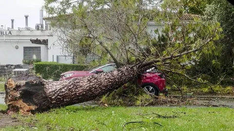 Un &aacute;rbol ca&iacute;do por el fuerte temporal de viento