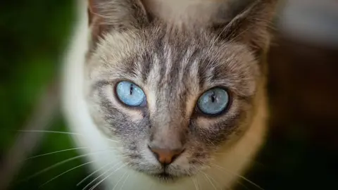 Elsa, gata asesinada en Jerez