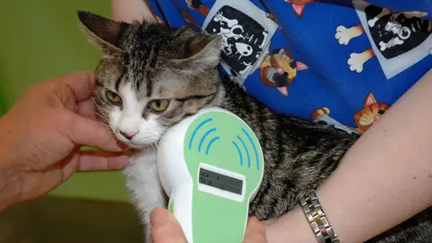 Comprobaci&oacute;n en una cl&iacute;nica veterinaria de la existencia de chip en un gato