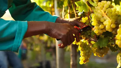 La vendimia avanza a pleno rendimiento en la campi&ntilde;a jerezana