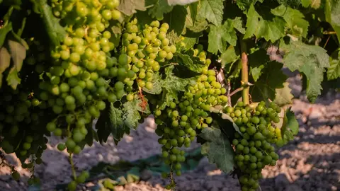 Las altas temperaturas perjudican la vendimia en Jerez | Javi Moreno