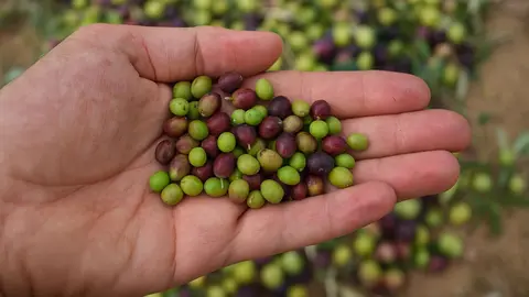 La ciencia confirma el potencial del aceite de acebuchina para frenar da&ntilde;os en los ojos por hipertensi&oacute;n
