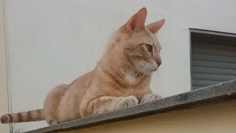 Juanito, gato perdido en Jerez