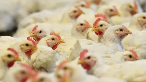 Aves de corral en una imagen de archivo