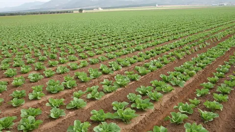 Campo de lechugas en la zona regable del Almanzora, en Almer&iacute;a (1)