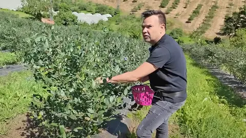 Jos&eacute; El&iacute;as recoge ar&aacute;ndanos en Asturias