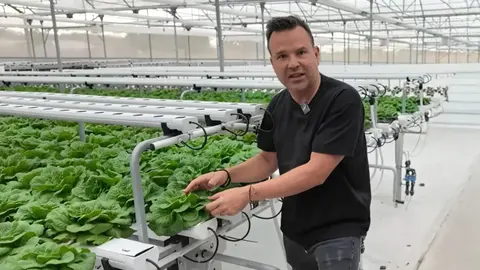 Lechugas vivas, hidrop&oacute;nicas y listas para deshojar, el nuevo invento de Jos&eacute; El&iacute;as